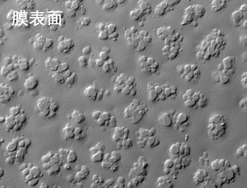 抖圈人生就是搏燒結(jié)管式膜電鏡照片 抖圈人生就是搏燒結(jié)管式膜電鏡照片